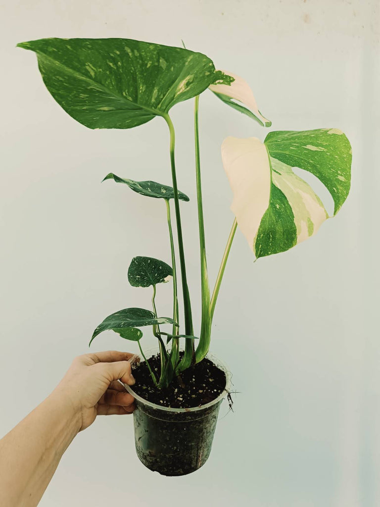 Monstera thai constellation