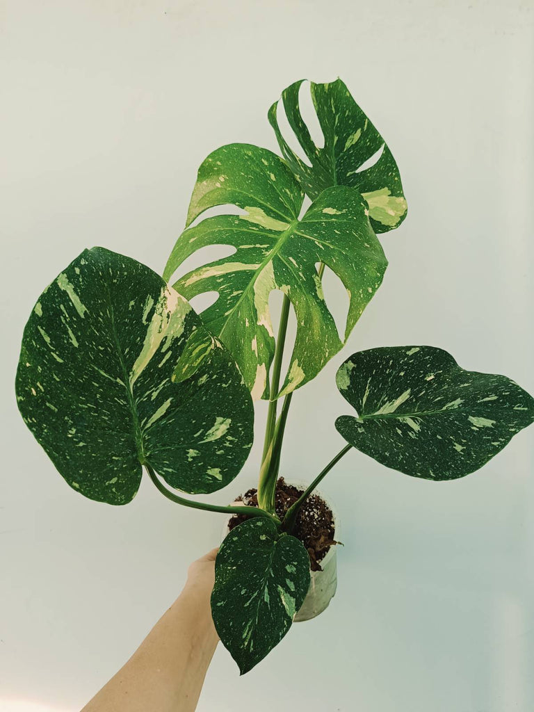 Monstera thai constellation