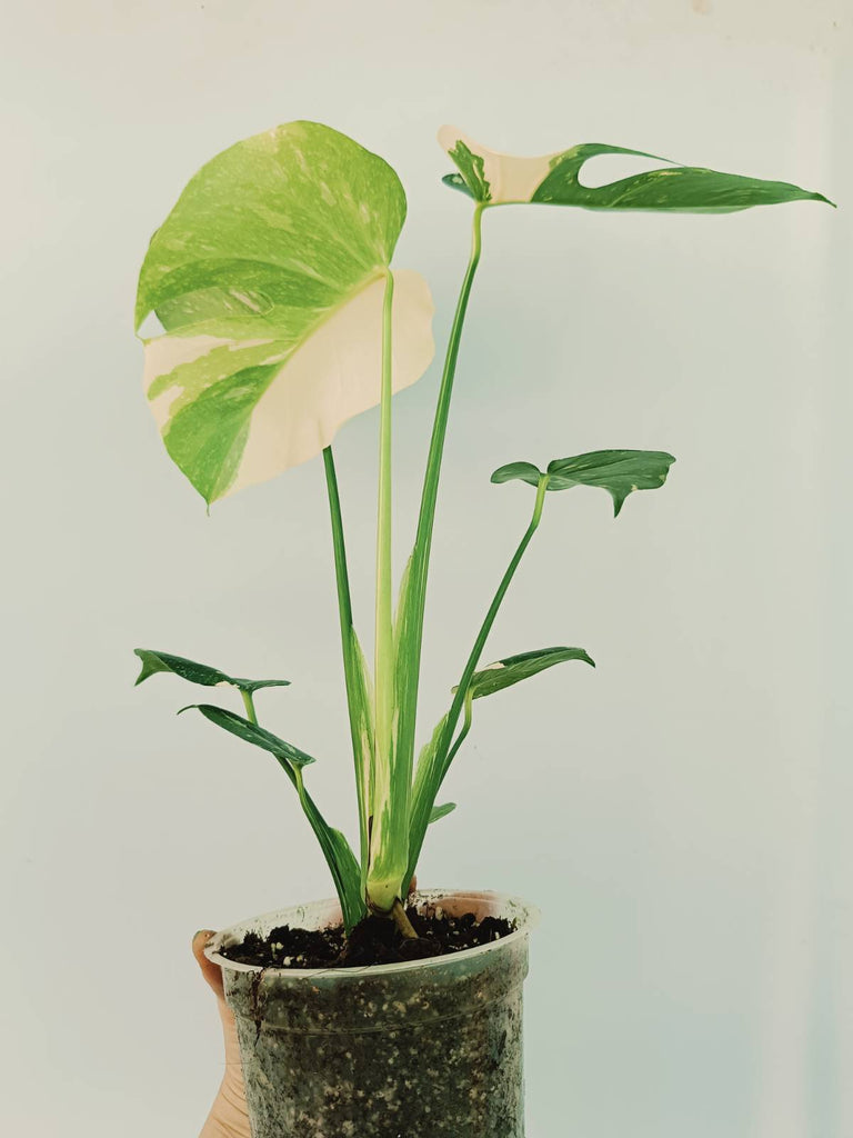 Monstera thai constellation