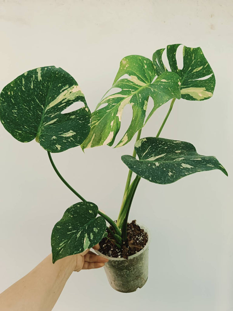 Monstera thai constellation