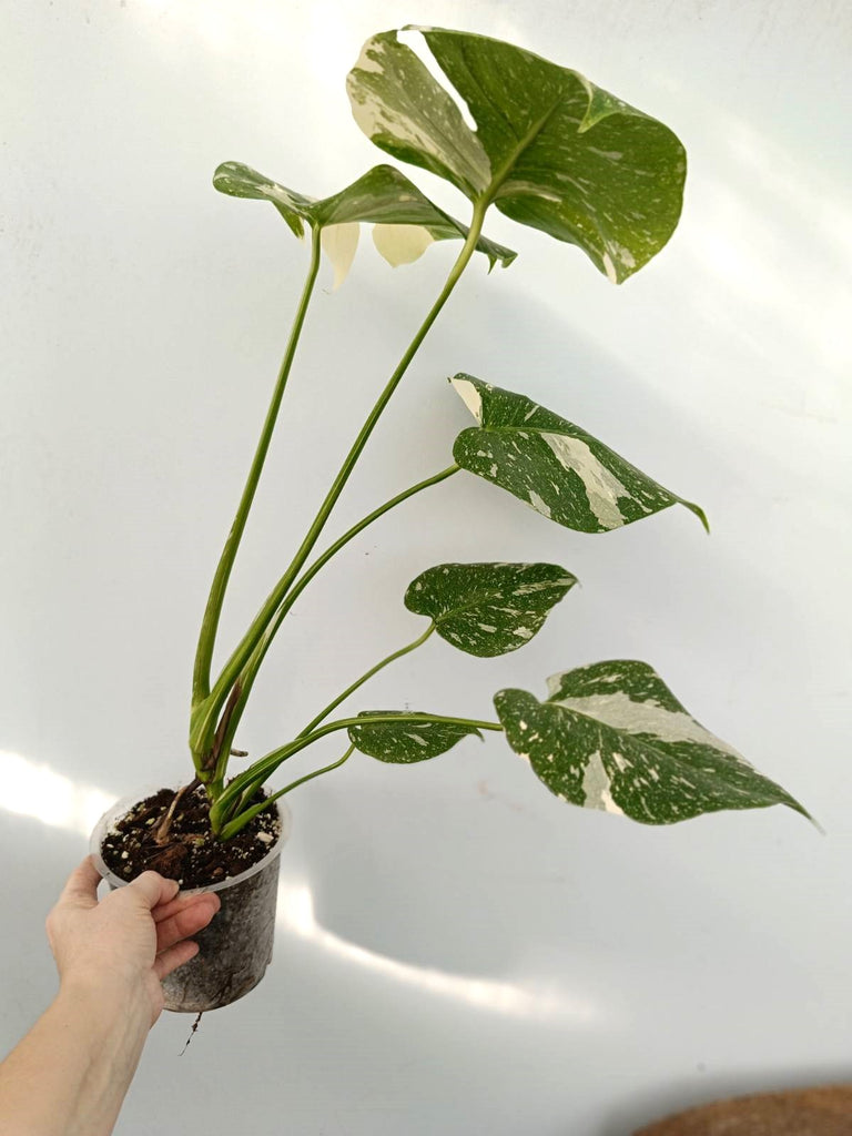 Monstera thai constellation