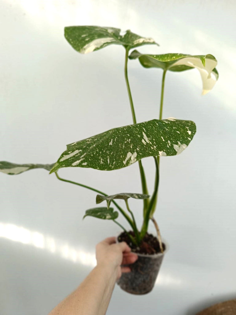 Monstera thai constellation