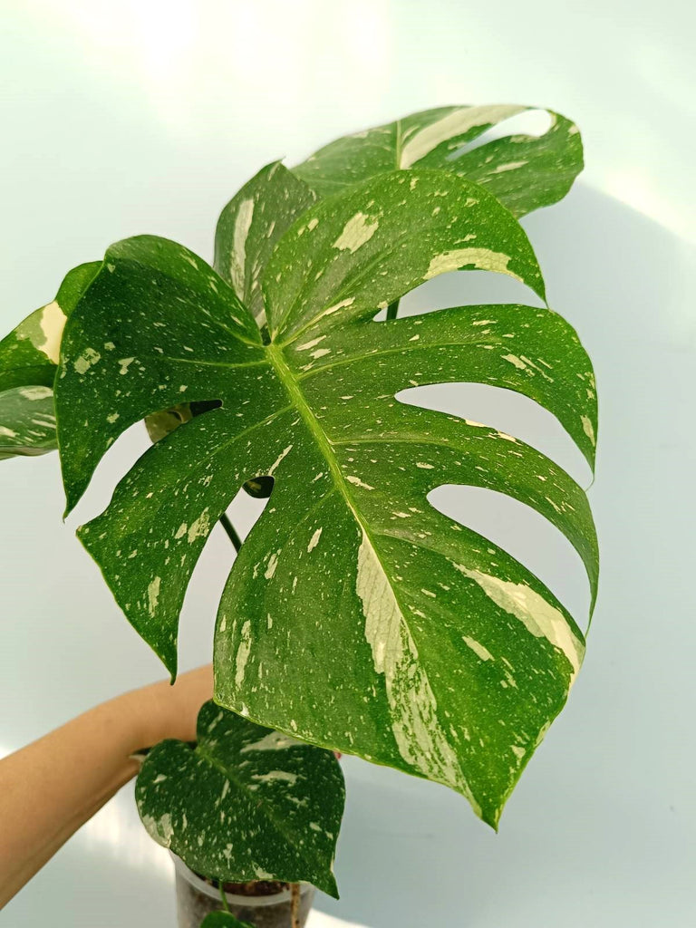 Monstera thai constellation