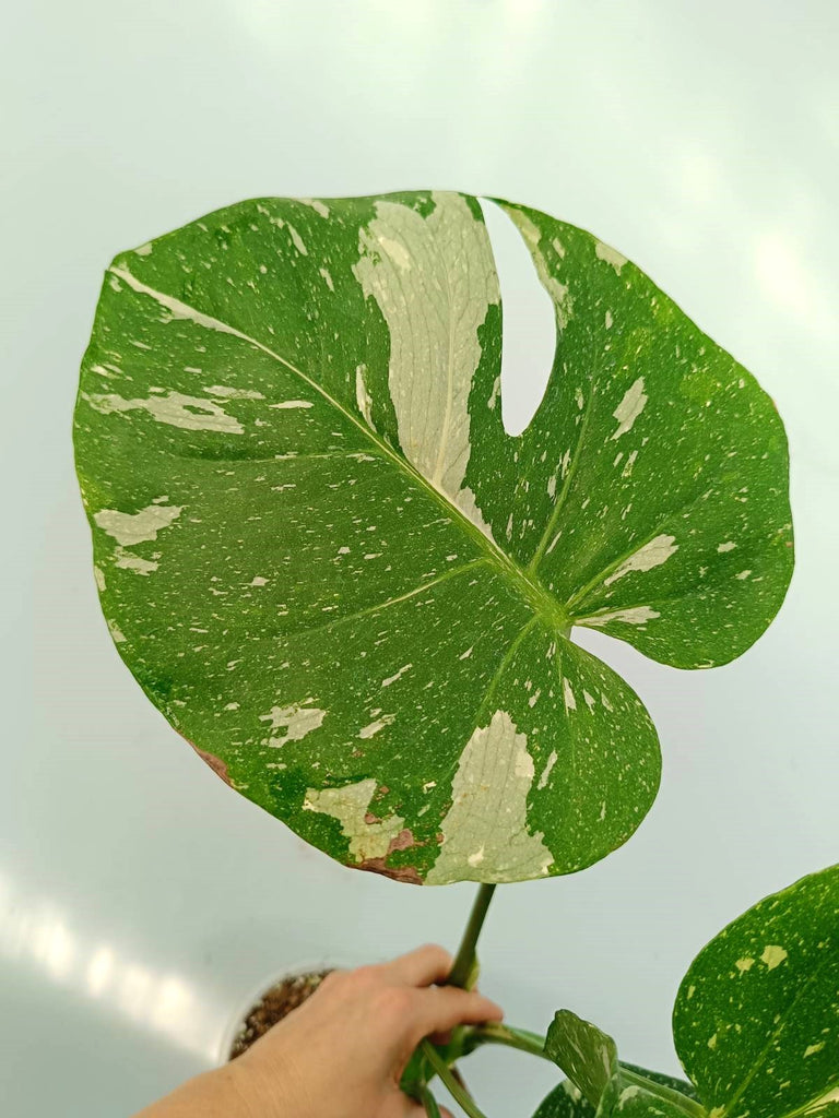 Monstera thai constellation