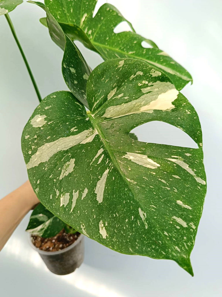 Monstera thai constellation