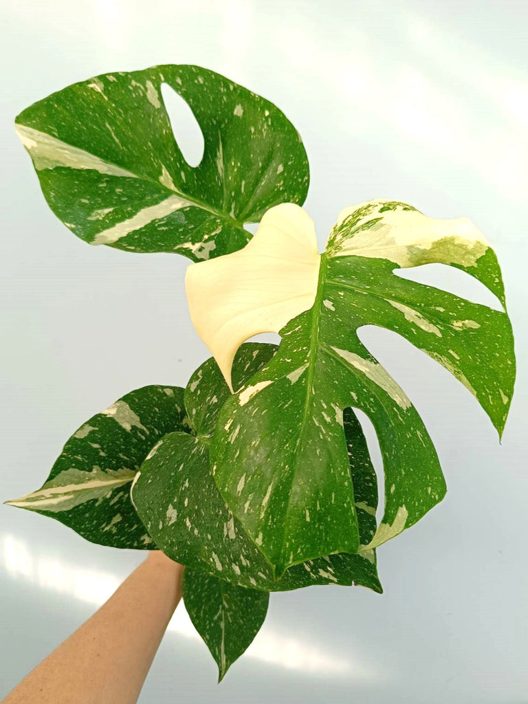 Monstera thai constellation