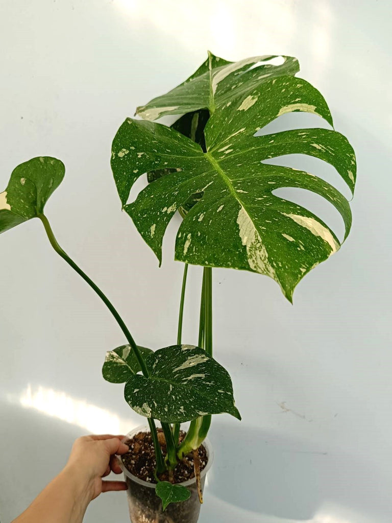 Monstera thai constellation