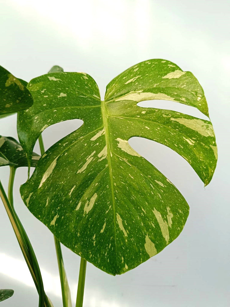 Monstera thai constellation