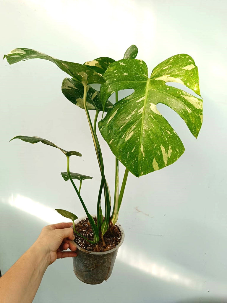 Monstera thai constellation