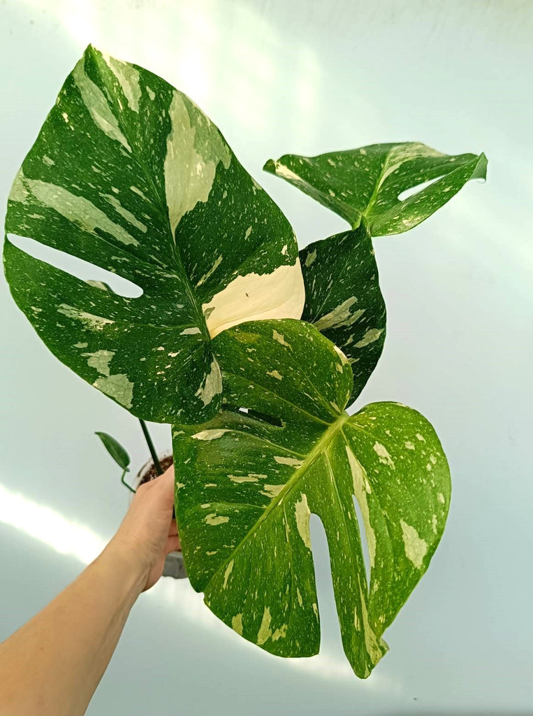 Monstera thai constellation