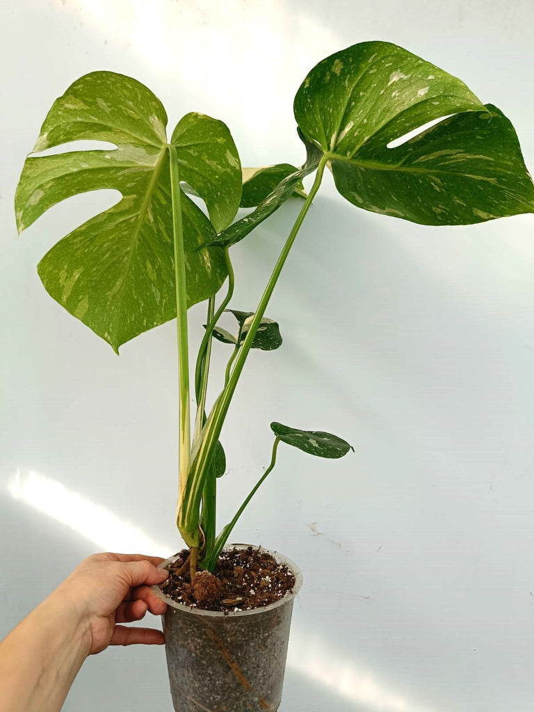 Monstera thai constellation