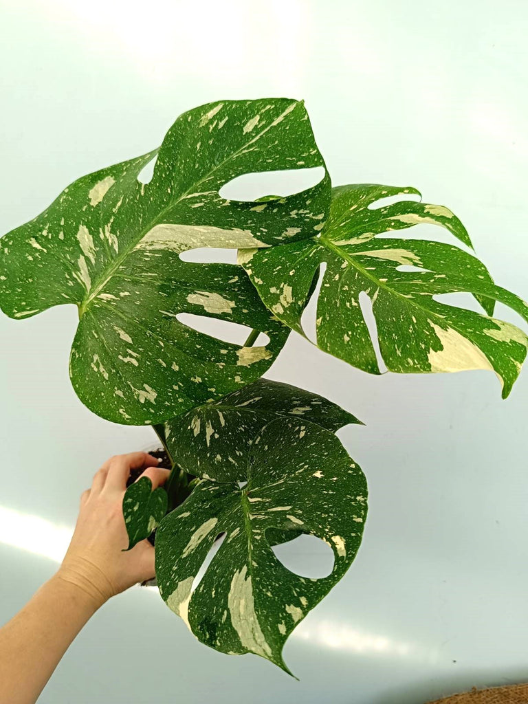 Monstera thai constellation