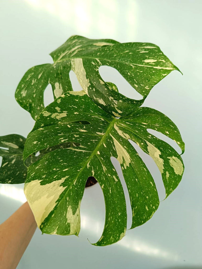 Monstera thai constellation