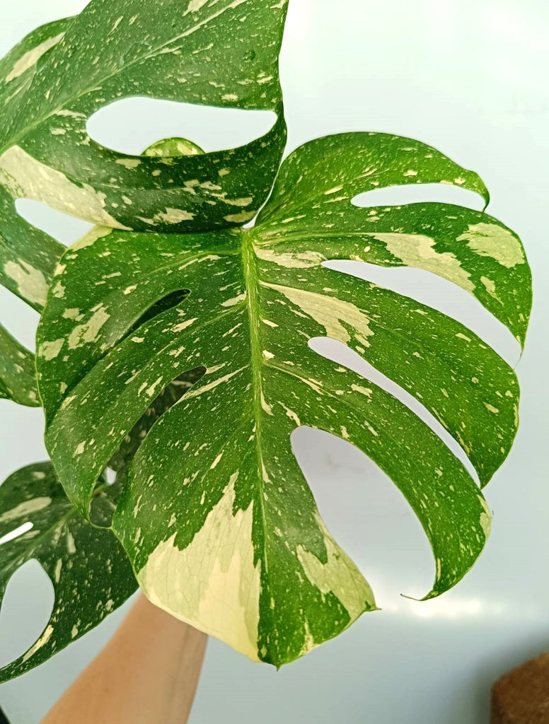 Monstera thai constellation