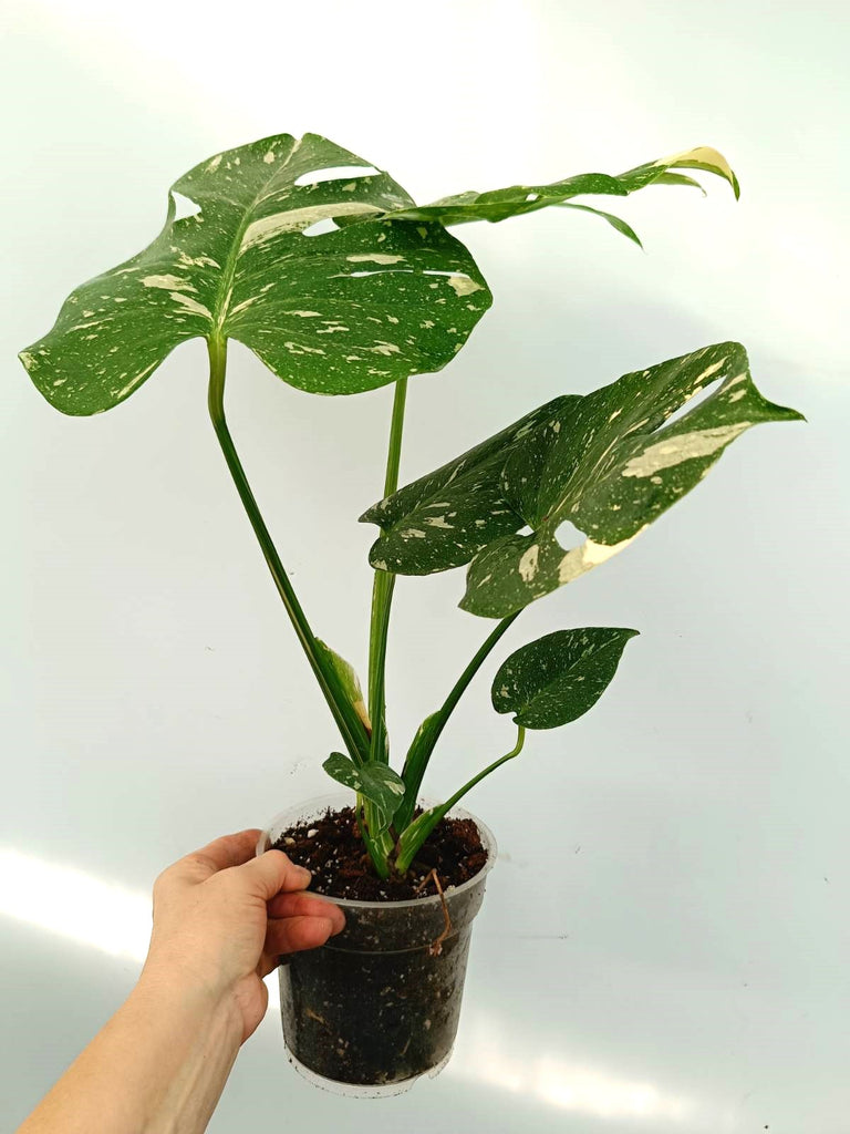 Monstera thai constellation