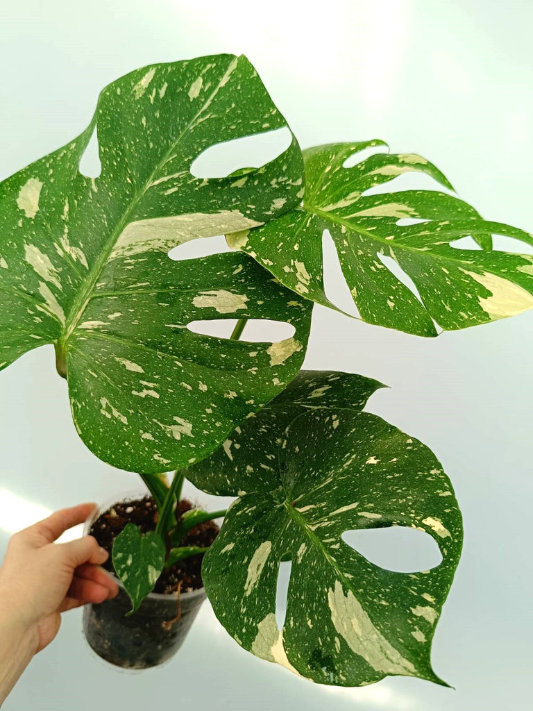 Monstera thai constellation