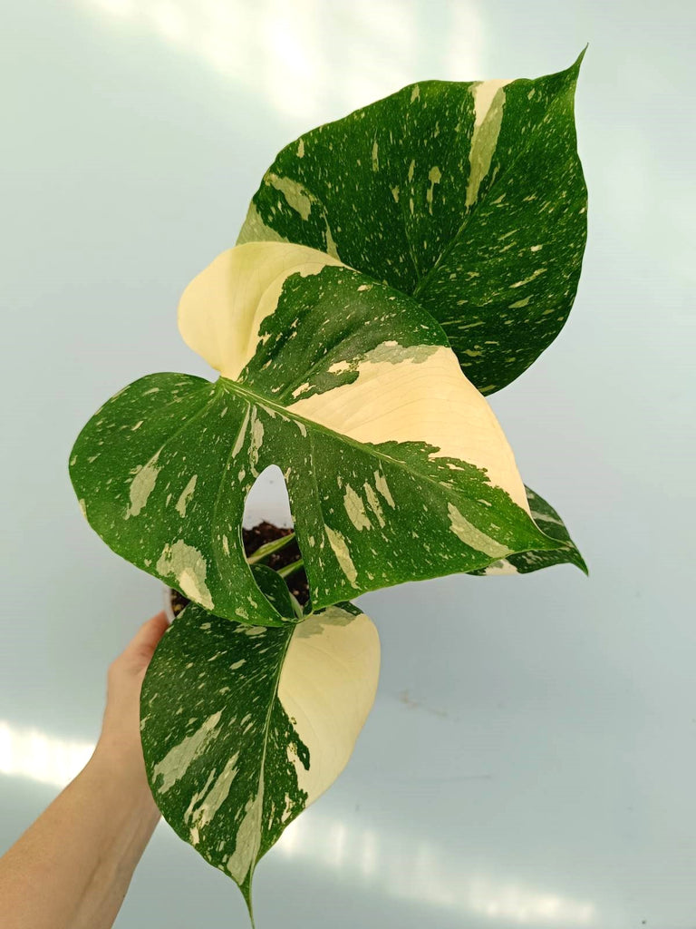 Monstera thai constellation