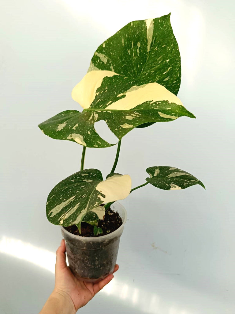 Monstera thai constellation