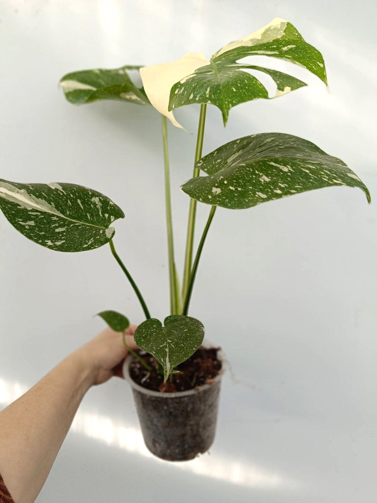 Monstera thai constellation