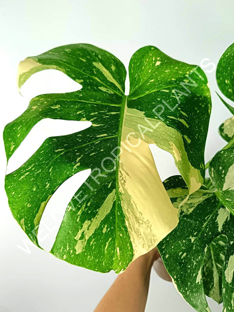 Monstera thai constellation