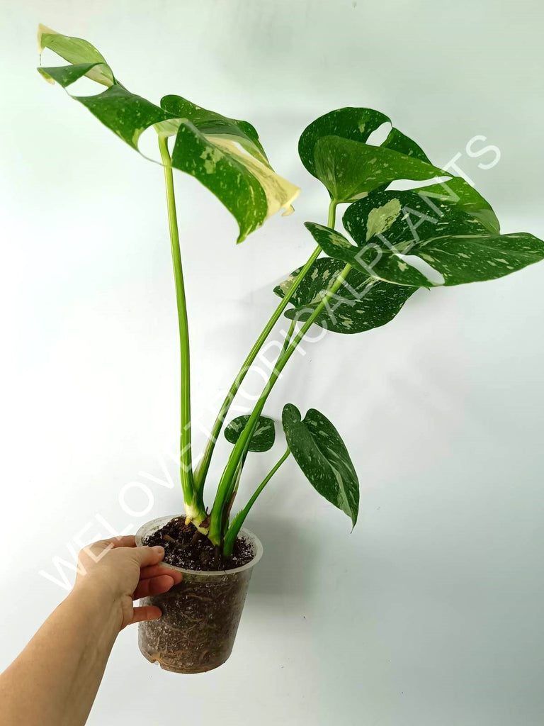 Monstera thai constellation