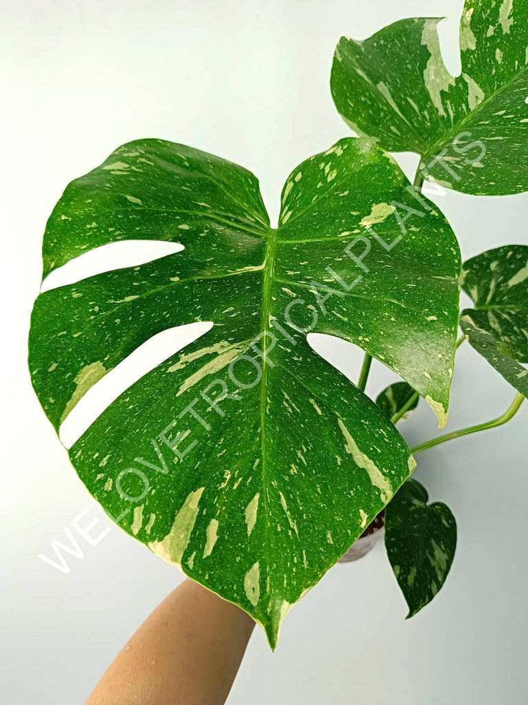 Monstera thai constellation