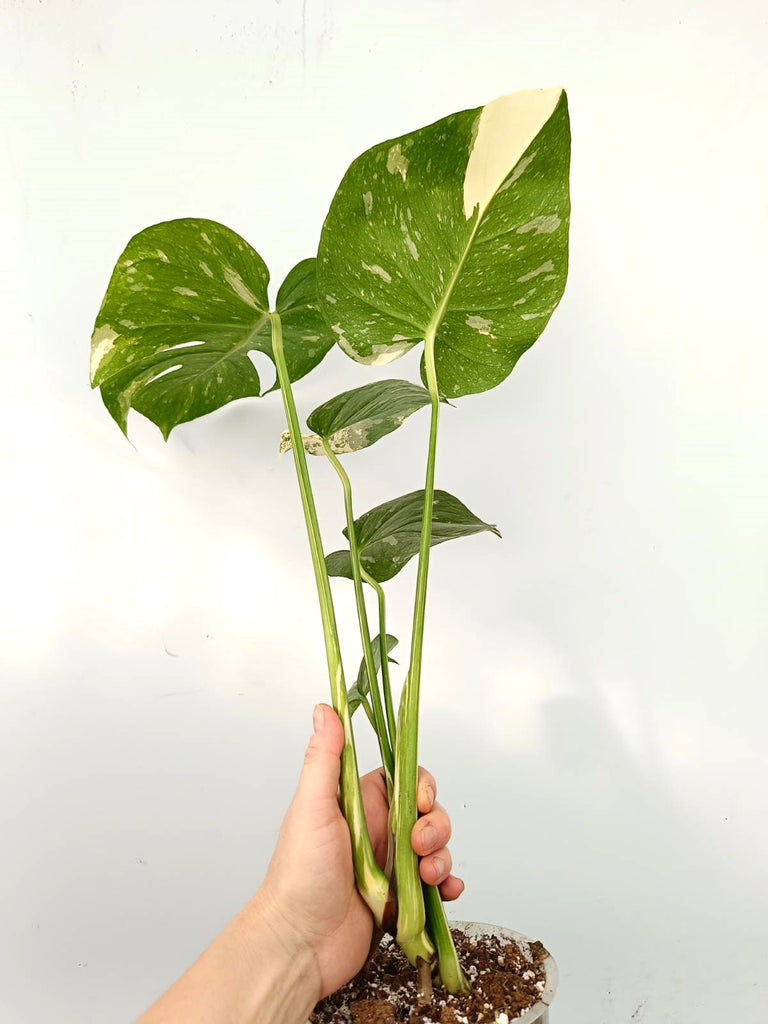 Monstera thai constellation