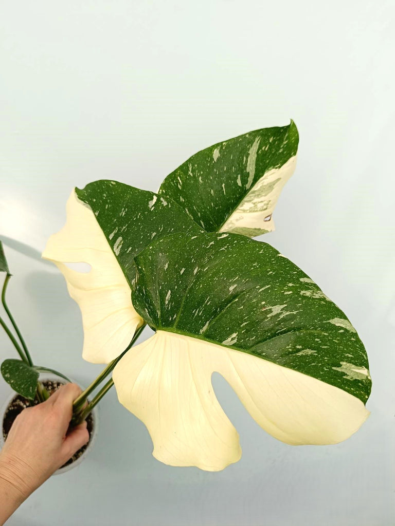 Monstera thai constellation HALFMOON