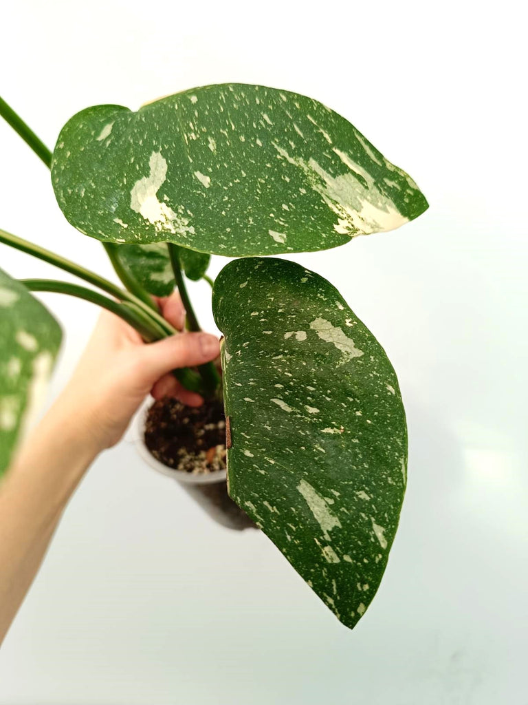 Monstera thai constellation HALFMOON