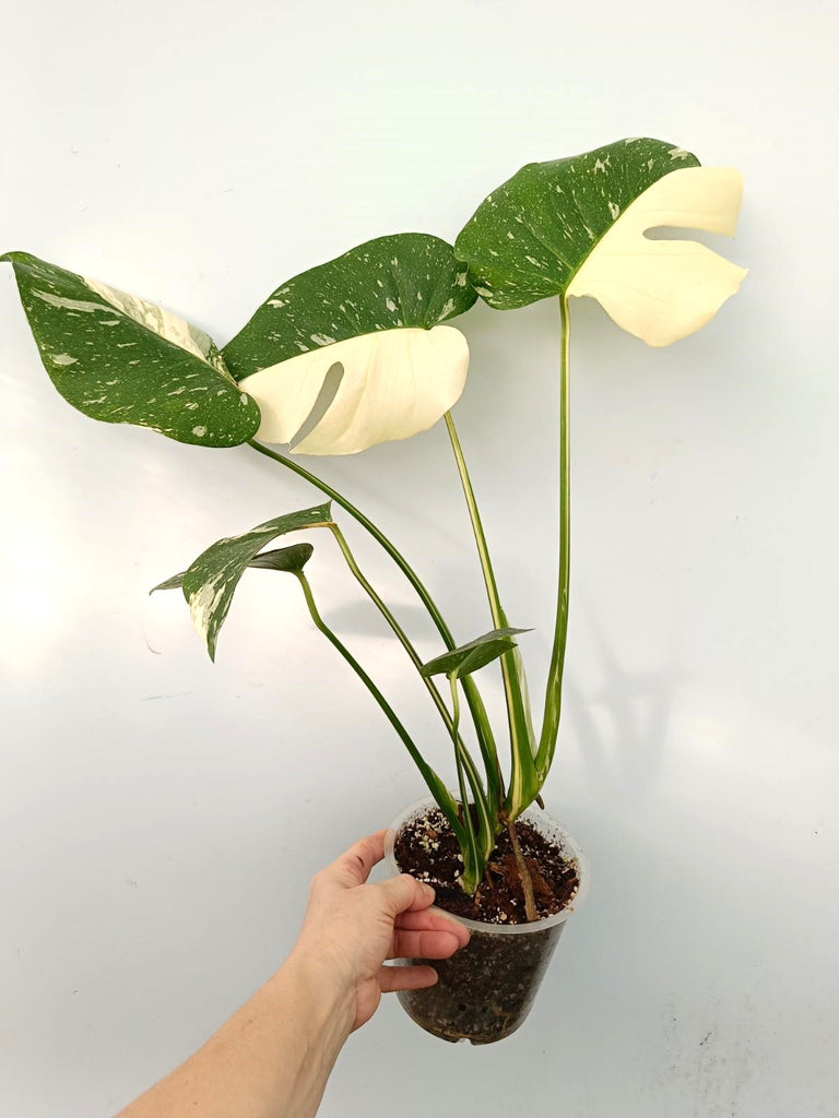 Monstera thai constellation HALFMOON