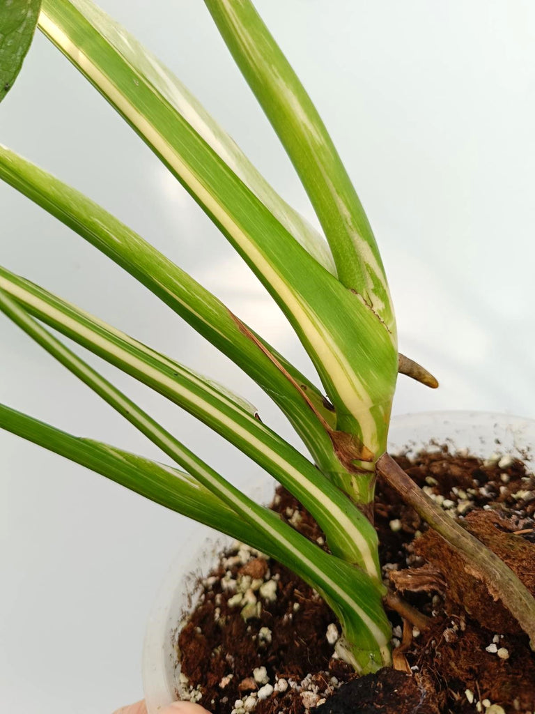 Monstera thai constellation HALFMOON