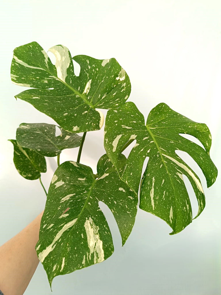 Monstera thai constellation