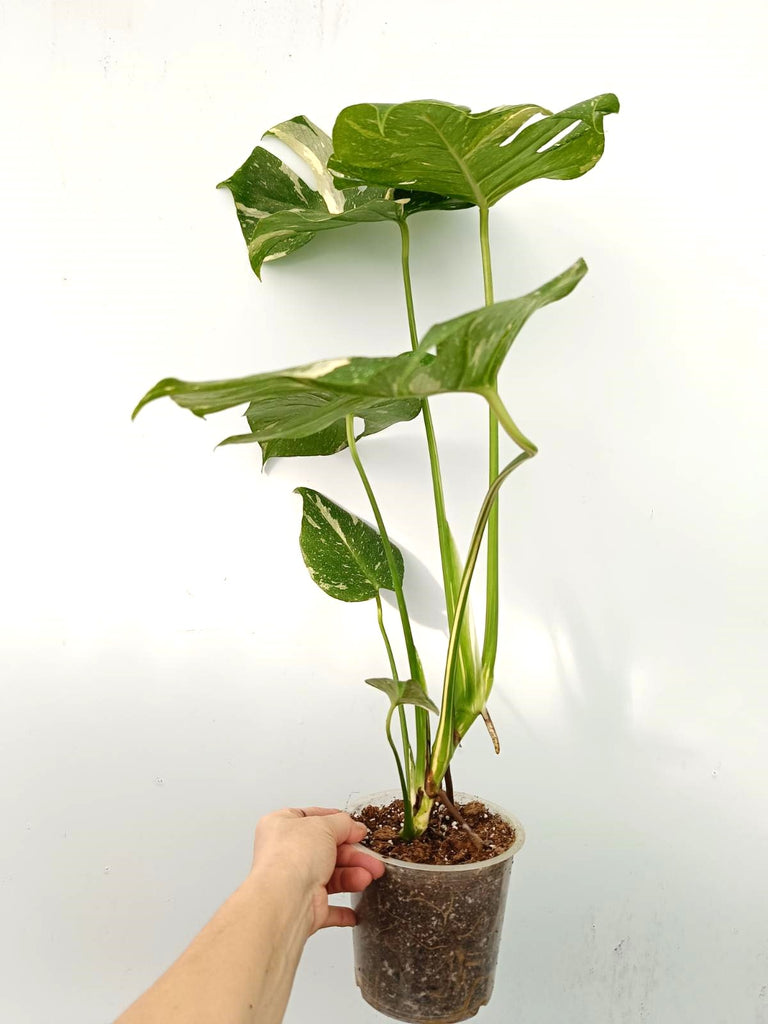 Monstera thai constellation