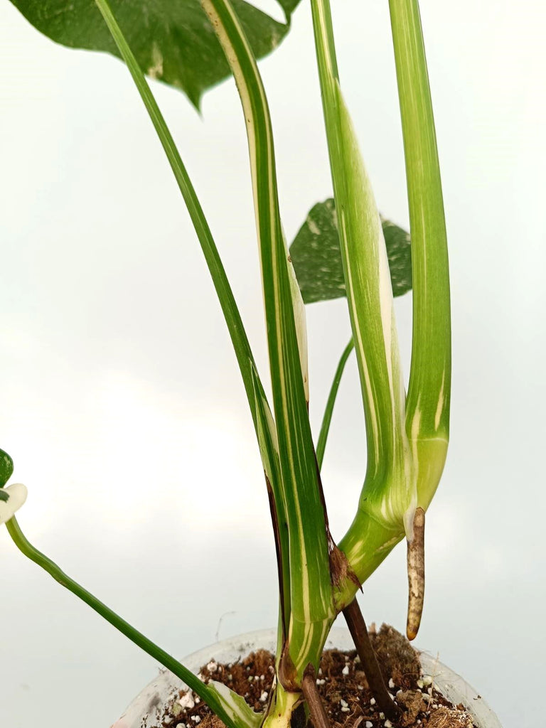 Monstera thai constellation