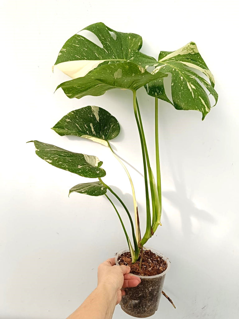 Monstera thai constellation