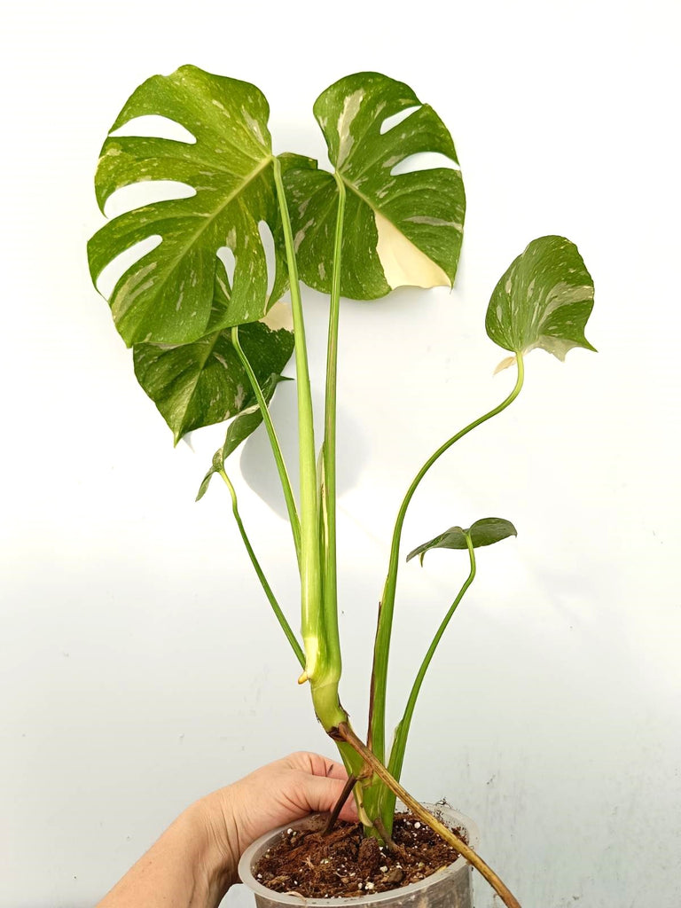 Monstera thai constellation