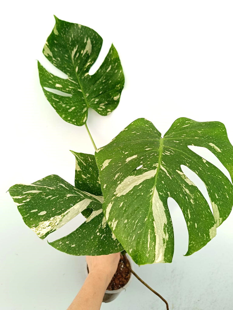 Monstera thai constellation