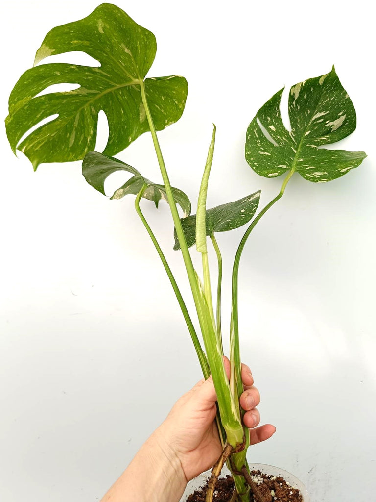 Monstera thai constellation