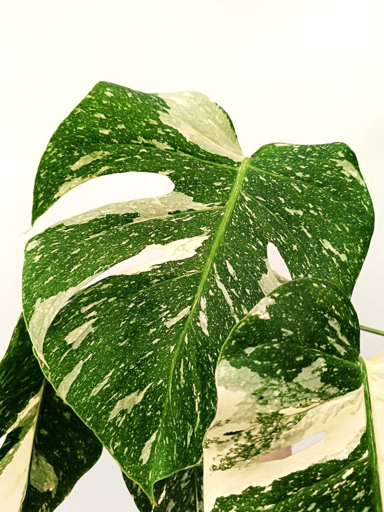 Monstera thai constellation