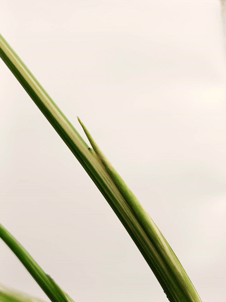 Monstera thai constellation