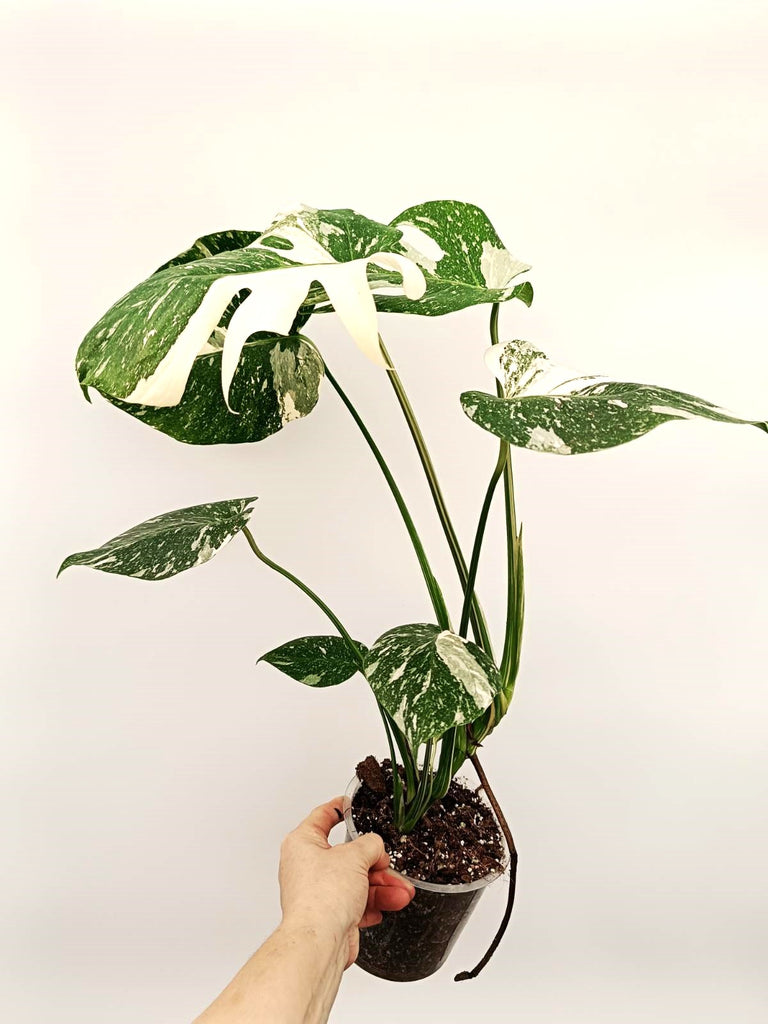 Monstera thai constellation