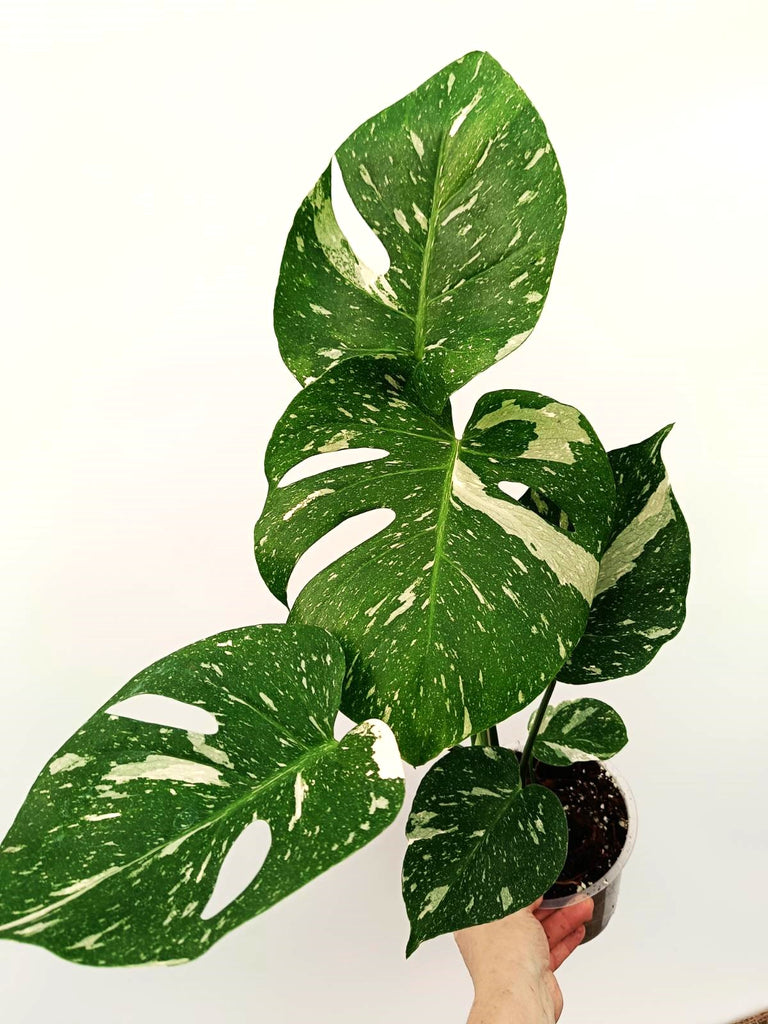 Monstera thai constellation