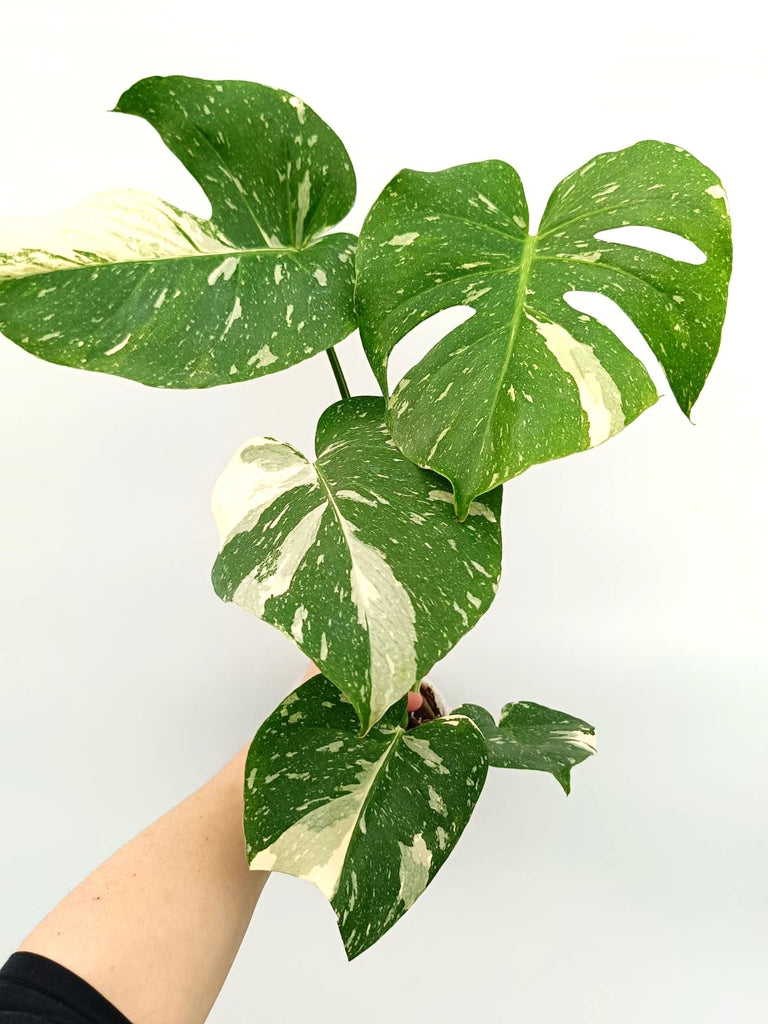 Monstera thai constellation