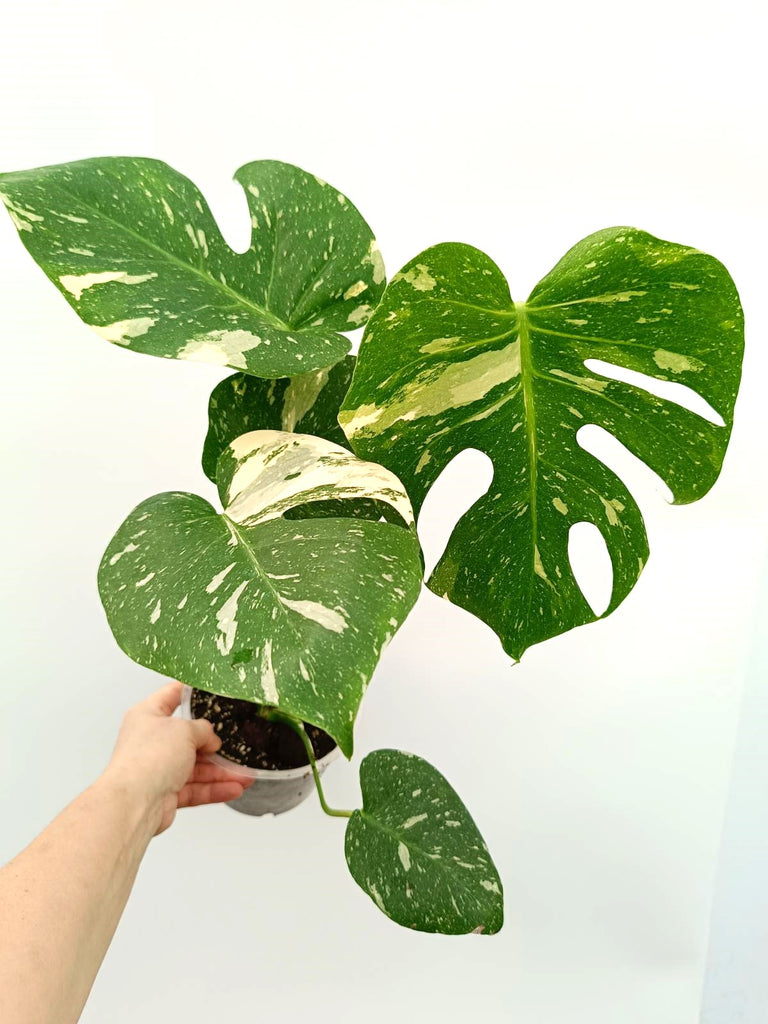 Monstera thai constellation