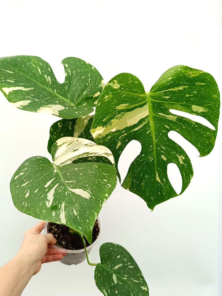 Monstera thai constellation