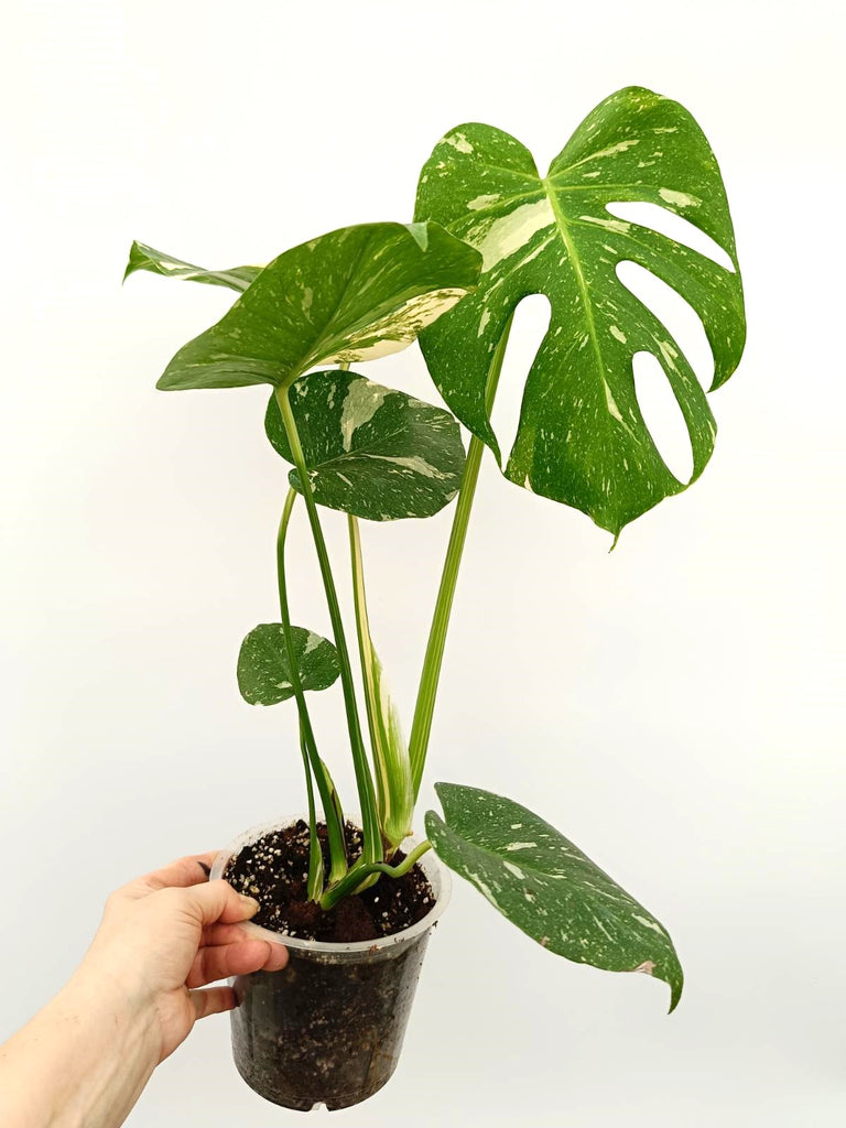 Monstera thai constellation