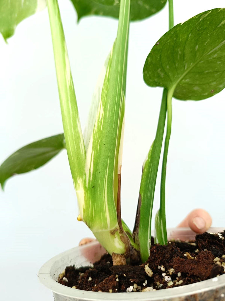 Monstera thai constellation