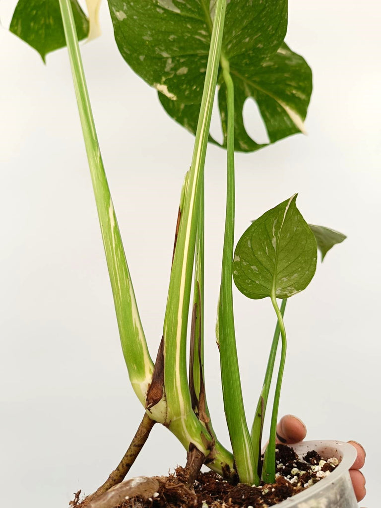 Monstera thai constellation