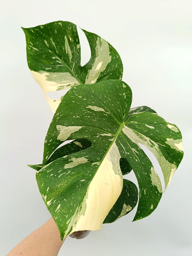 Monstera thai constellation