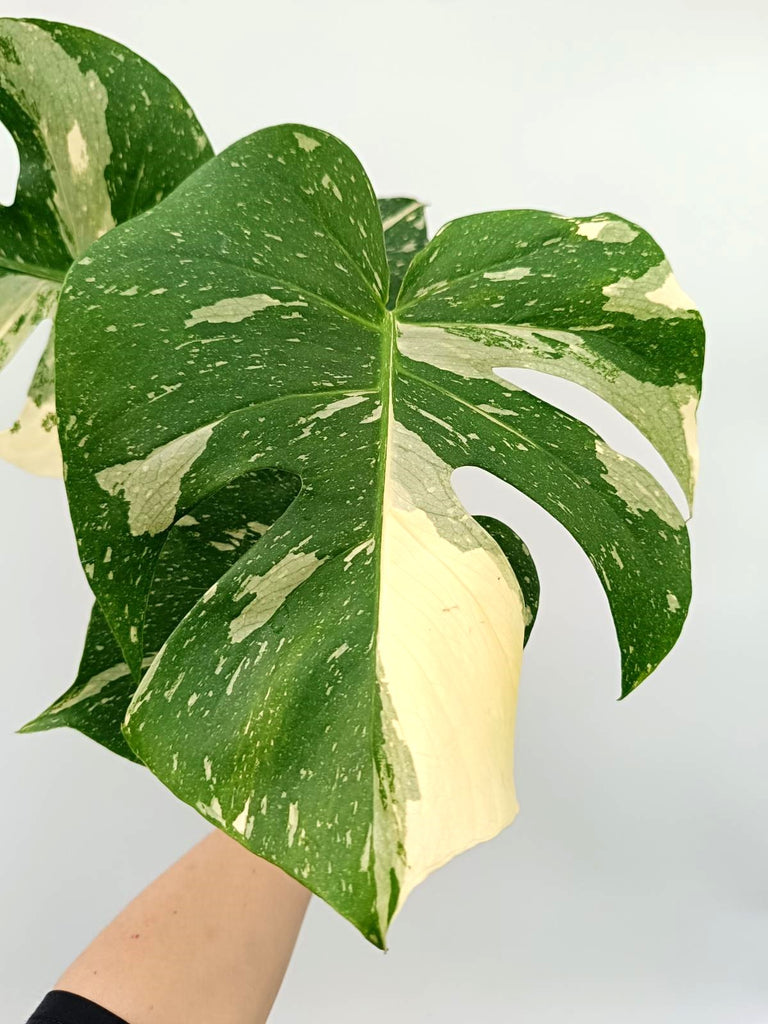 Monstera thai constellation